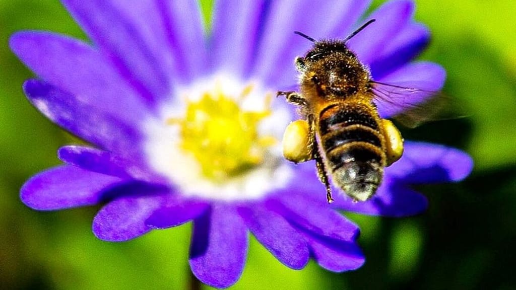 Bee flying toward purple and yellow flower