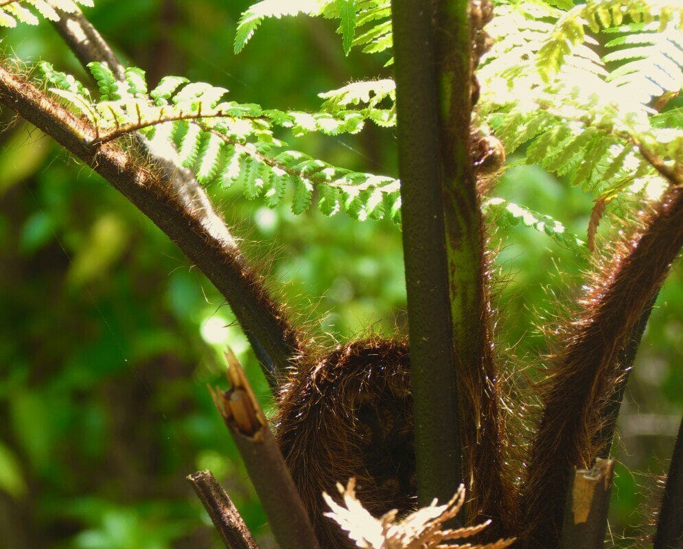 Native fern growing in a garden