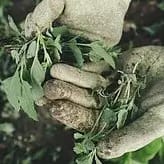 Chemical free hand weeding