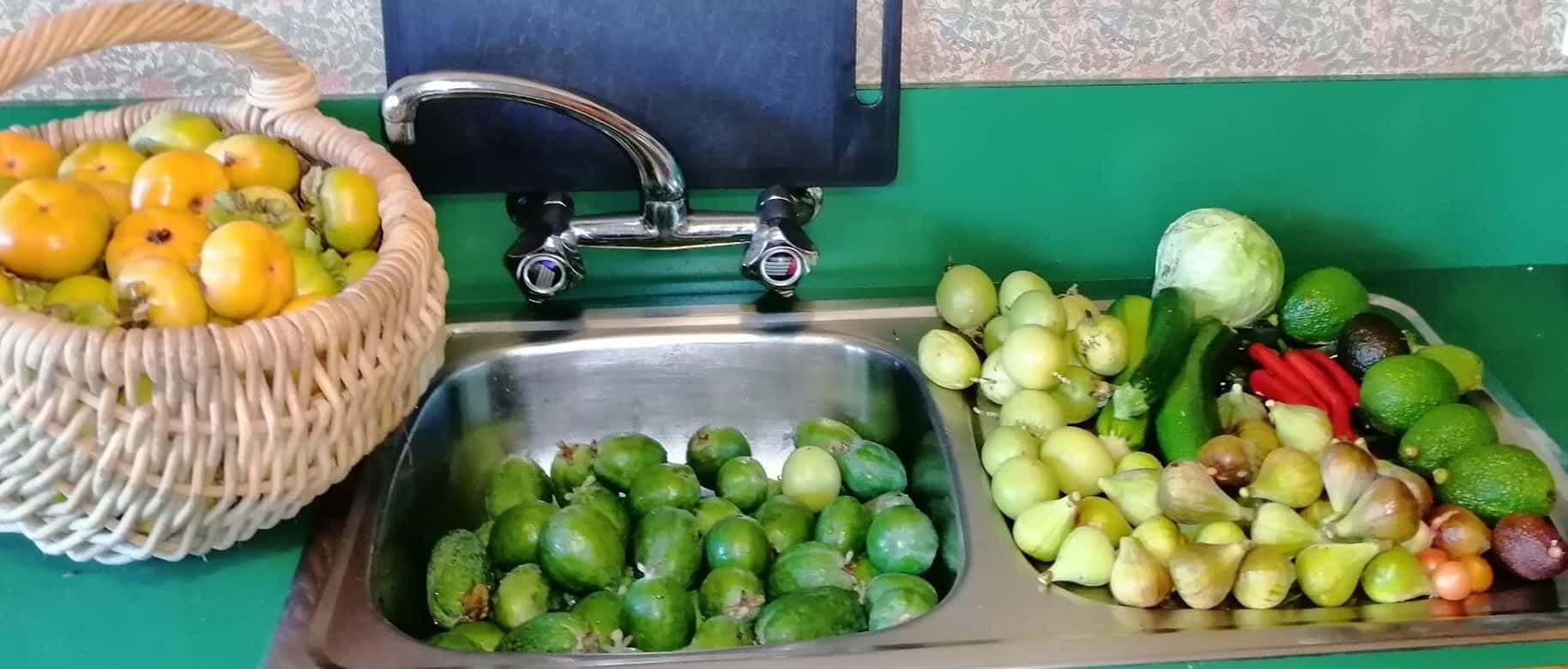 Harvest of my homegrown organic fruit and vegetables on kitchen benchtop