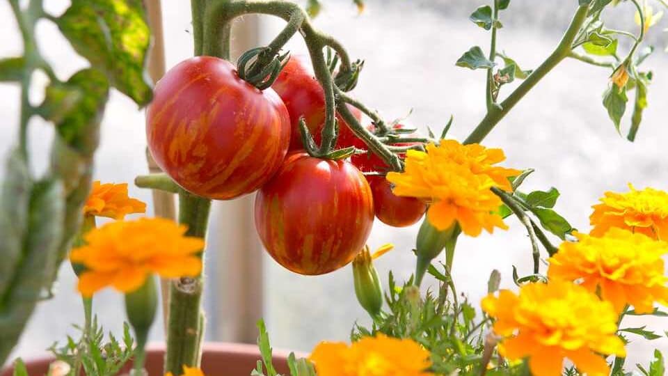Tomatoes planted with Marigolds